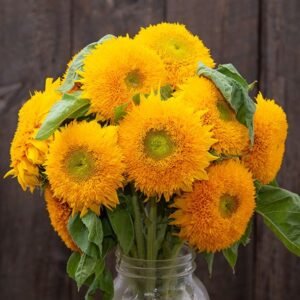 7102-0 TeddyBear sunflower