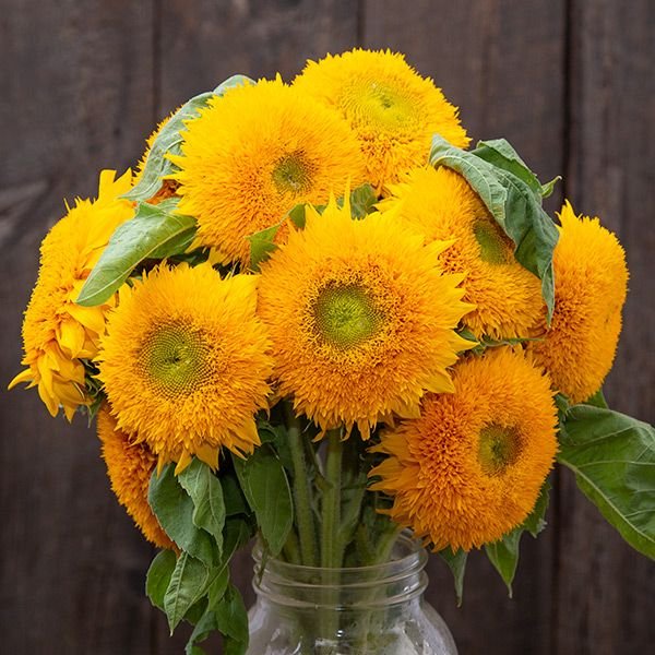 TeddyBear sunflower