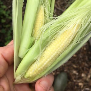 Sweet Baby Corn F1