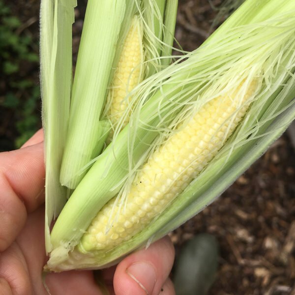 Sweet Baby Corn F1