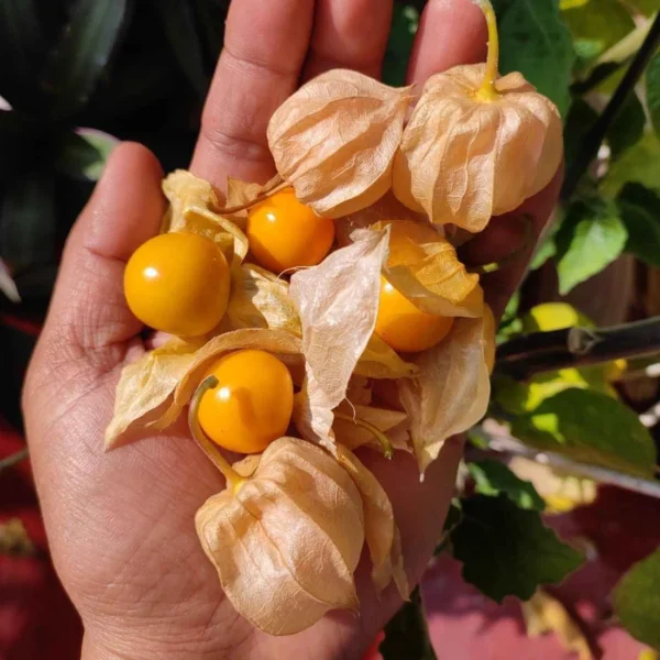 Chinese lantern berry