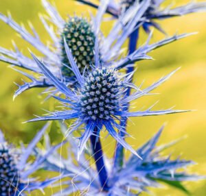 Blue Hobbit, Sea Holly, Eryngium Planum flowers Blue sea holly