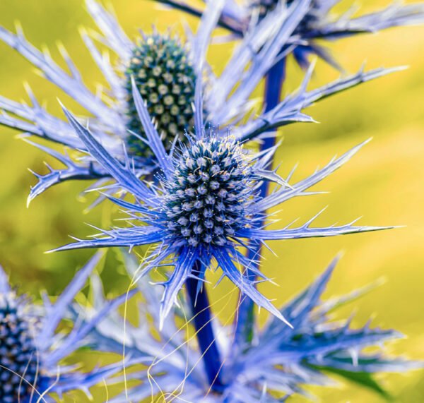 Blue sea holly
