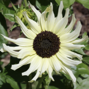 Screenshot 2026-08-30 193114 Sunflower ice cream