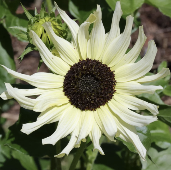 Sunflower ice cream