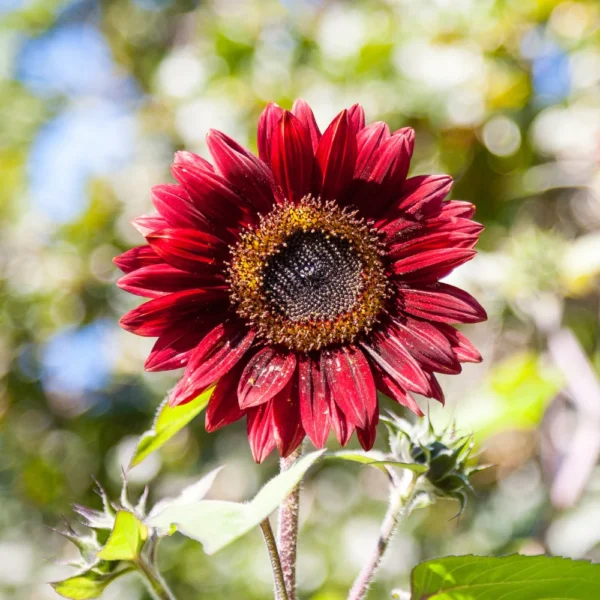 Red sunflower