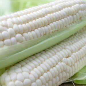 Silver queen corn