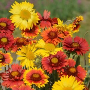 gaillardia-aristata-mixed-scaled_cropped Mix gallardia