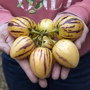 pepino