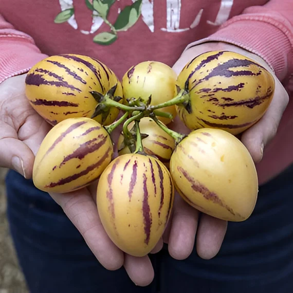 pepino