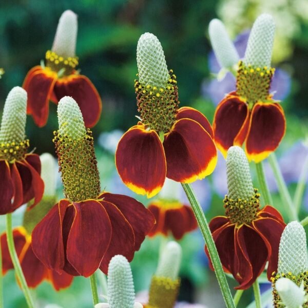 Ratibida sombrero (mexican hat)
