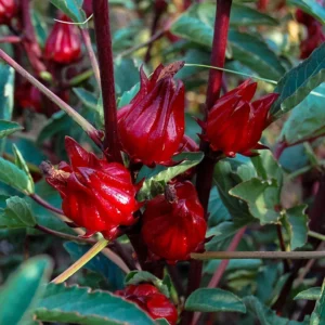 roselle Red roselle hibiscus