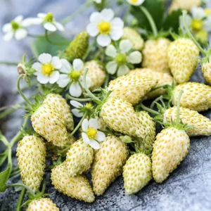 white strawberry