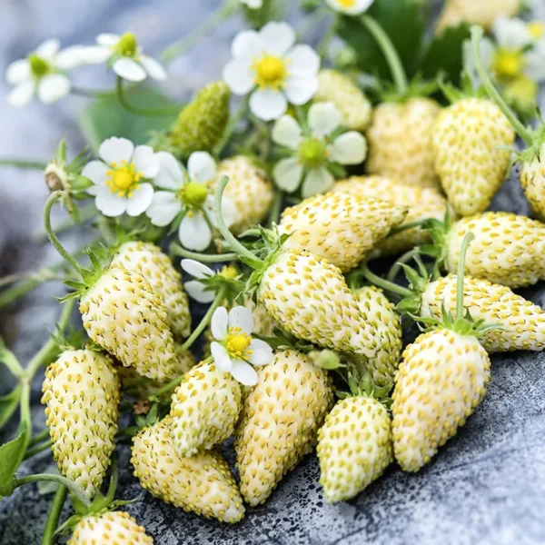 white strawberry