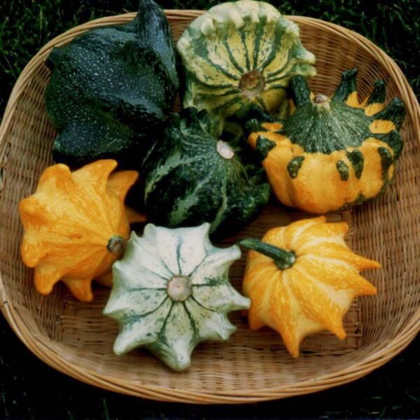 crown gourd