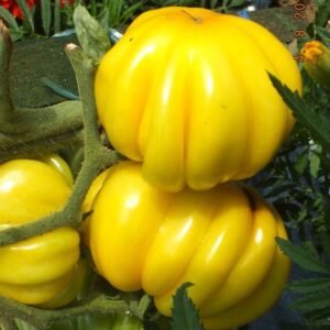 Yellow ruffled tomato