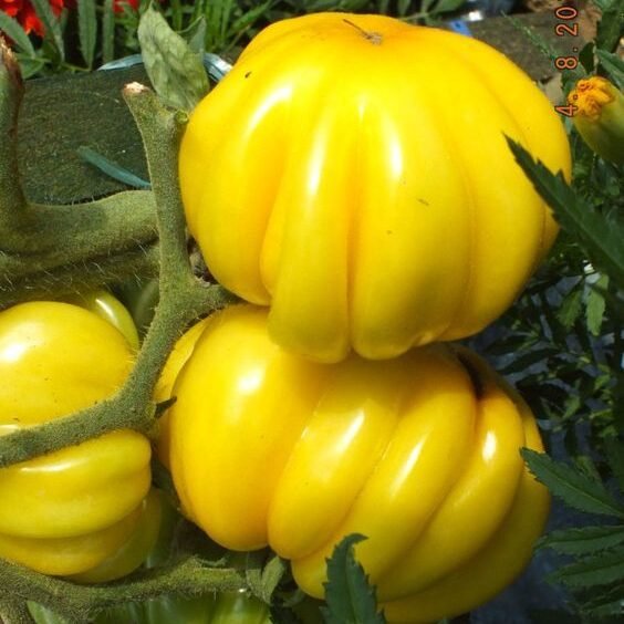 Yellow ruffled tomato