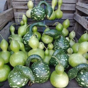Calabash Bottle gourd