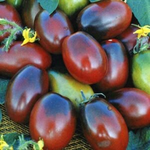 black coffee tomato