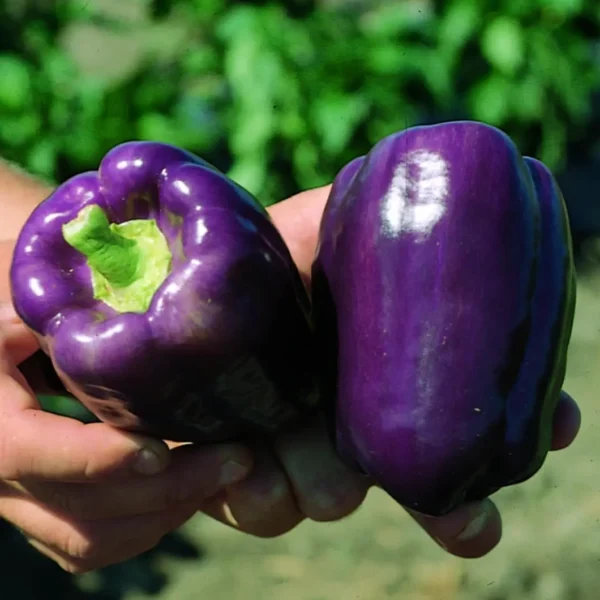 Purple bell pepper