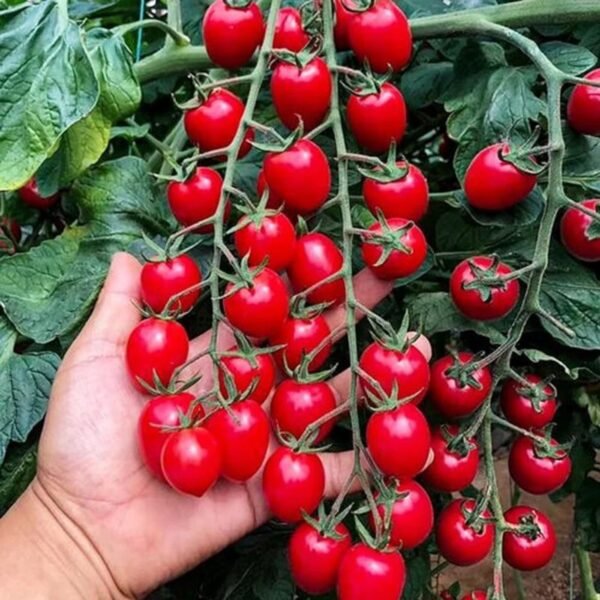 Red cherry tomato F1