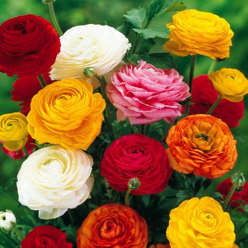Ranunculus