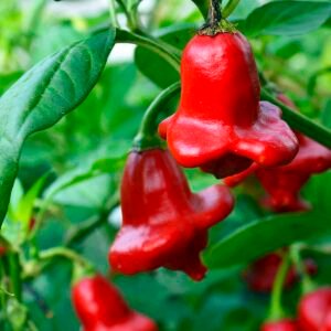Red bishop's crown pepper F1
