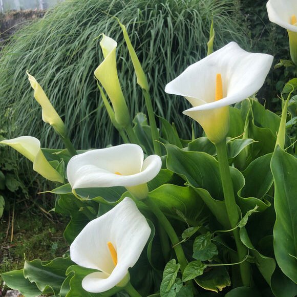 Calla lily