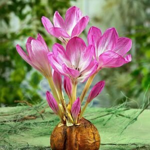 Colchicum