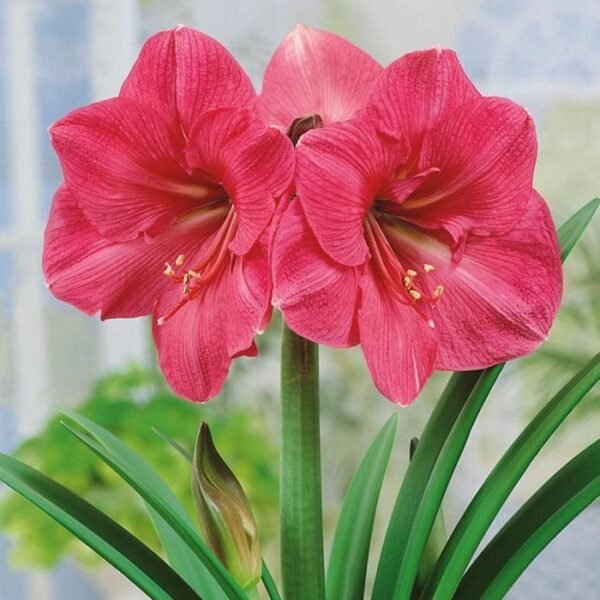 XL giant Amaryllis