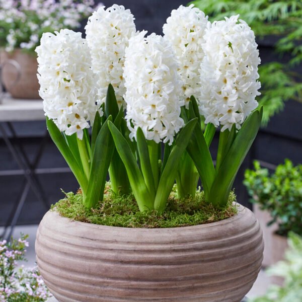white hyacinth