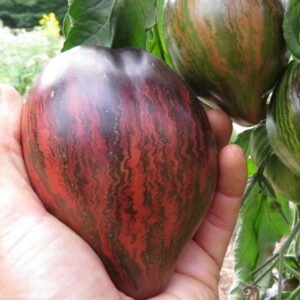 Rebel starfighter tomato