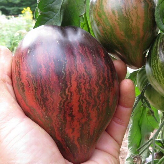 Rebel starfighter tomato