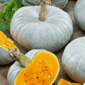 Hungarian blue squash