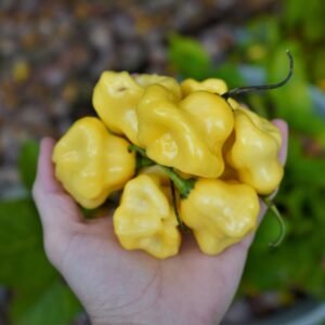 Yellow bishop's crown pepper F1