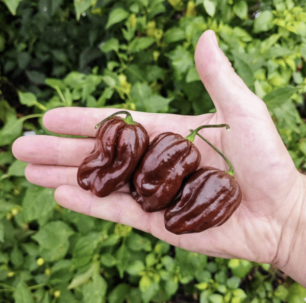 Chocolate habanero pepper