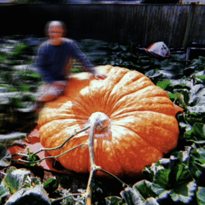 ِAtlantic giant pumpkin