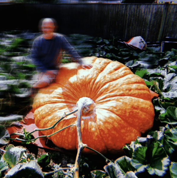ِAtlantic giant pumpkin