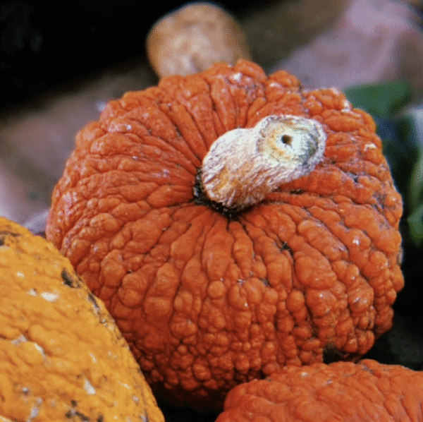Red warty thing gourd