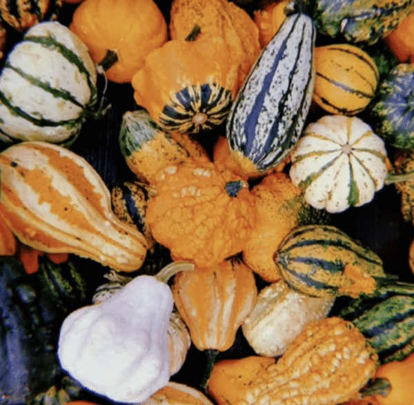 New Zeeland gourd mix