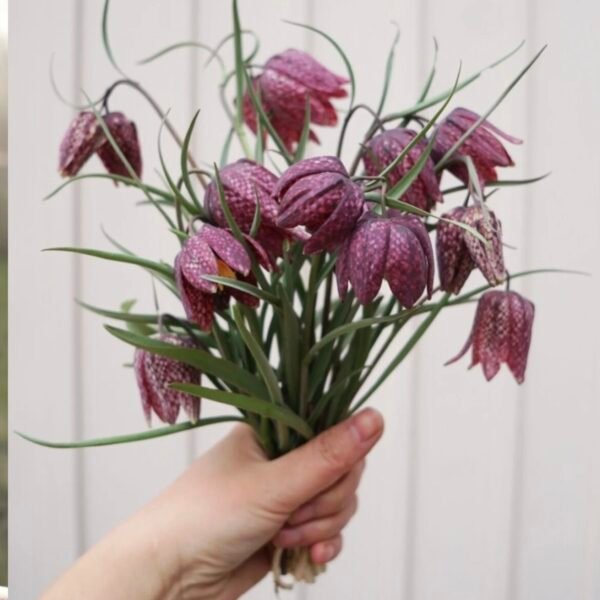Fritillaria