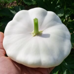 HDR Bracket = 0,12,-8 FaceNum=0 FocusArea=000011100 White Scallop squash