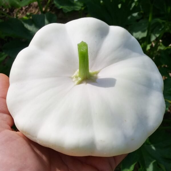 White Scallop squash
