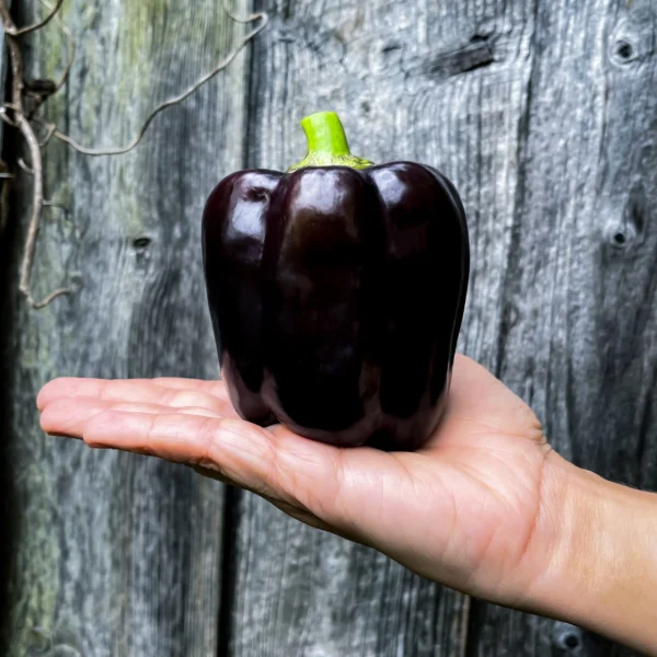 Black bell pepper