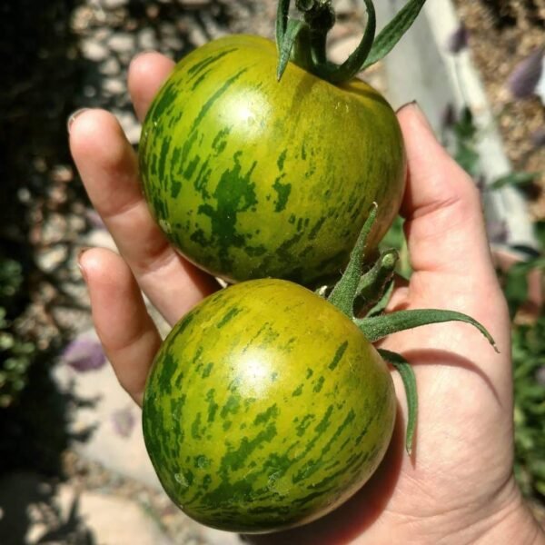 green zebra tomato