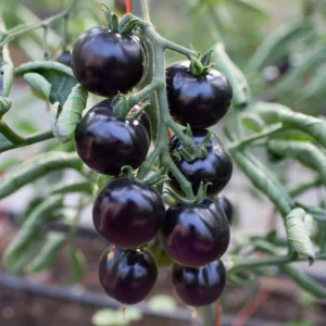 indigo rose tomato