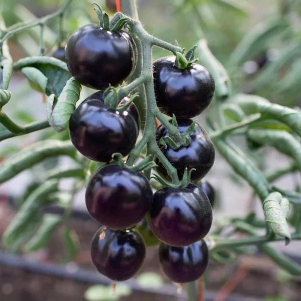 indigo rose tomato