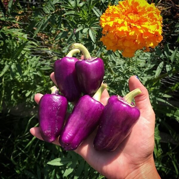 Purple cone pepper