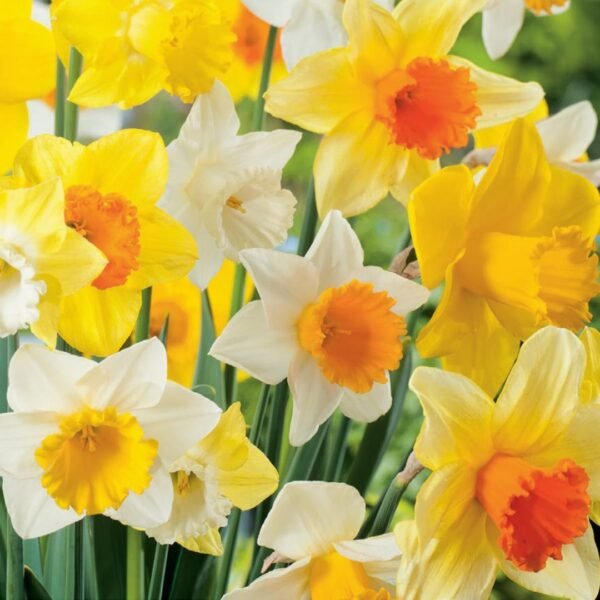 Daffodils (narcissus)