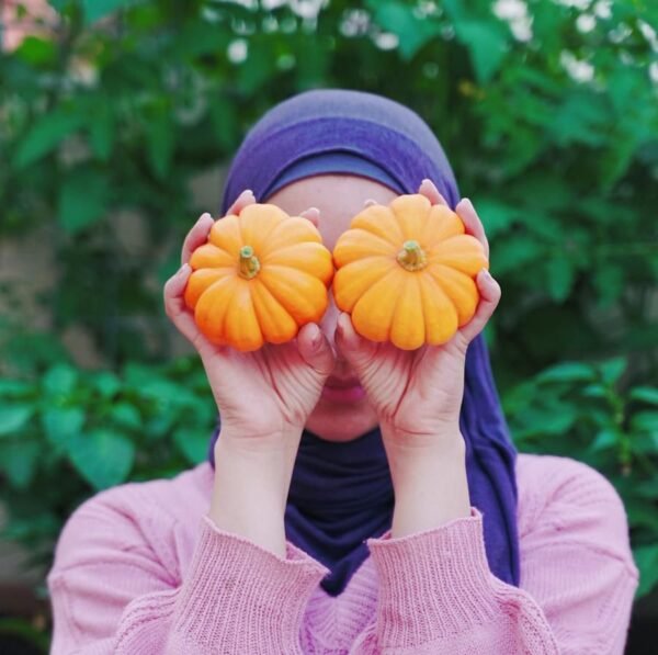 Jack-B-Little pumpkin F1-قرع مريم